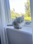 sibirisk katt 