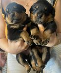 Rottweiler valpar