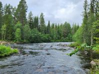 Fiskenäste vid Giertsbäcken…