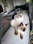 ragdoll kattungar 