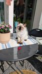 Ragdollkattunge med stamtavla 