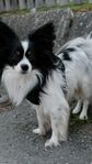 papillon/phalene kille
