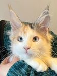 Maine Coon tjejer
