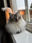 Två innekatter omplacering