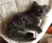 Kattungar Säljes