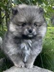 Pomeranian tikvalp 