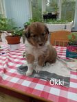blandras collie valp