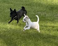 Glad chihuahua tik valp