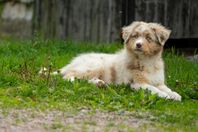 Australian Shepherd tik valp med stamtavla