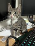 Leveransklar Kattunge, 16 veckor. Kille