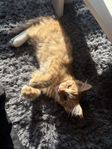 kattunge 13v