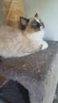 Ragdoll 