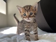 Bengal / Brittisk Korthår kattungar