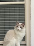 Ragdoll hane 