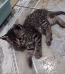 En kattunge