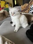 2 super söta kattungar kvar (Ragdoll) 