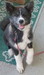 Akita Inu tikvalpar