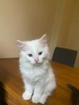 Kattungar