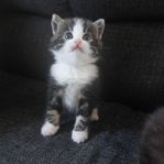 Kattungar