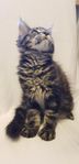 Maffig Maine Coon Kille