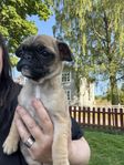 mops / fransk bulldog hane lev klar 