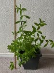 Citronverbena-planta. Denna väldoftande växt är ca 65 cm 