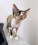 Devon Rex katt