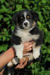 Miniature American Shepherd 