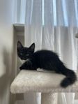 Kattunge hankatt svart/vit