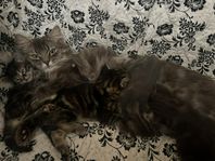 Kattungar 