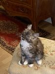 Ragdoll/ Norsk skogskatt
