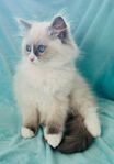 Ragdoll kattunge med stamtavla