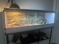 Dvärgskäggagam med terrarium och tillbehör 
