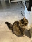 Katt (Lily)