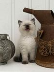 Renrasig Ragdoll 