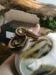 Orange Dream Pied vuxen hane