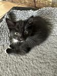 kattunge 12 veckor 