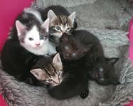 Tillgivna hundvana kattungar