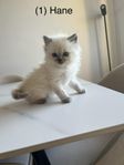 Bedårande Ragdollkattungar söker kärleksfulla hem