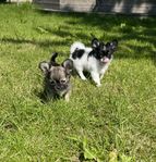 Chihuahua hanvalpar