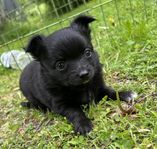 Långhårig chihuahua valp