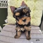 Yorkshireterrier valpar med regg SKK 