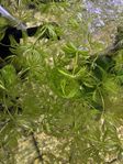 Ceratophyllum demersum 'Foxtail'