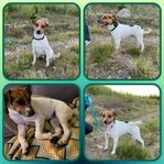 Dansk Svensk gårdhund