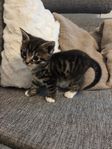 Kattunge lev klar 2/8