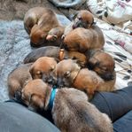 Jakt Hundvalpar