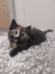 långhårig kattunge 