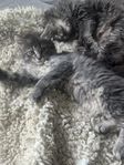 kattungar bondkatt/maine coon