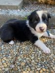 Border collie valpar 