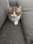 Söta kattungar Ragdoll-Brittisk mix
